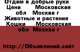 Отдам в добрые руки › Цена ­ 0 - Московская обл., Москва г. Животные и растения » Кошки   . Московская обл.,Москва г.